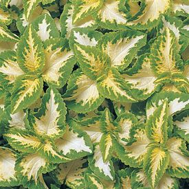 Jade Wizard, Coleus Seeds